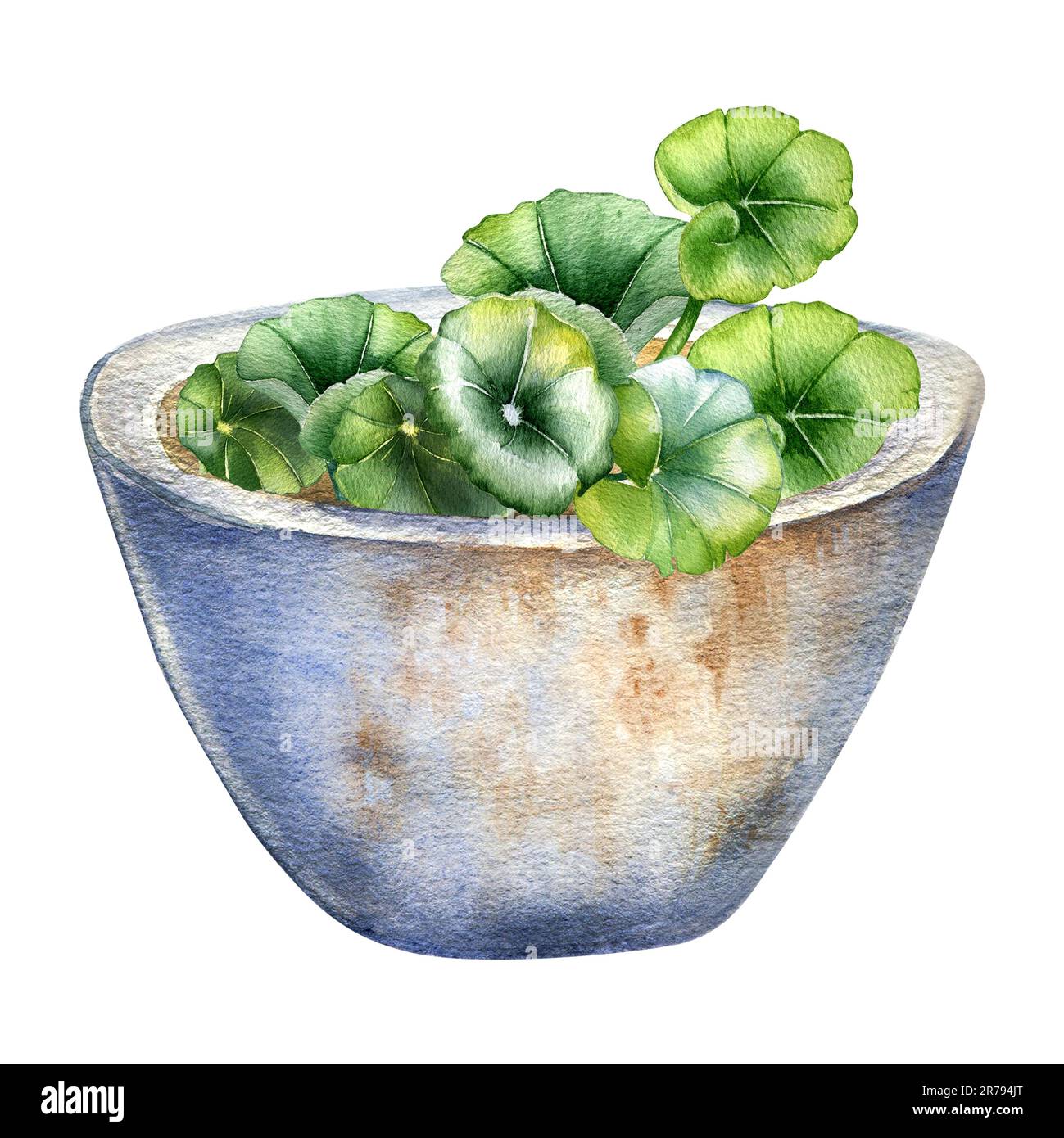 Stone mortar and pestle filled with rounded leaves watercolor illustration isolated on white. Centella asiatica, heap of herbal plants hand drawn. Des Stock Photo