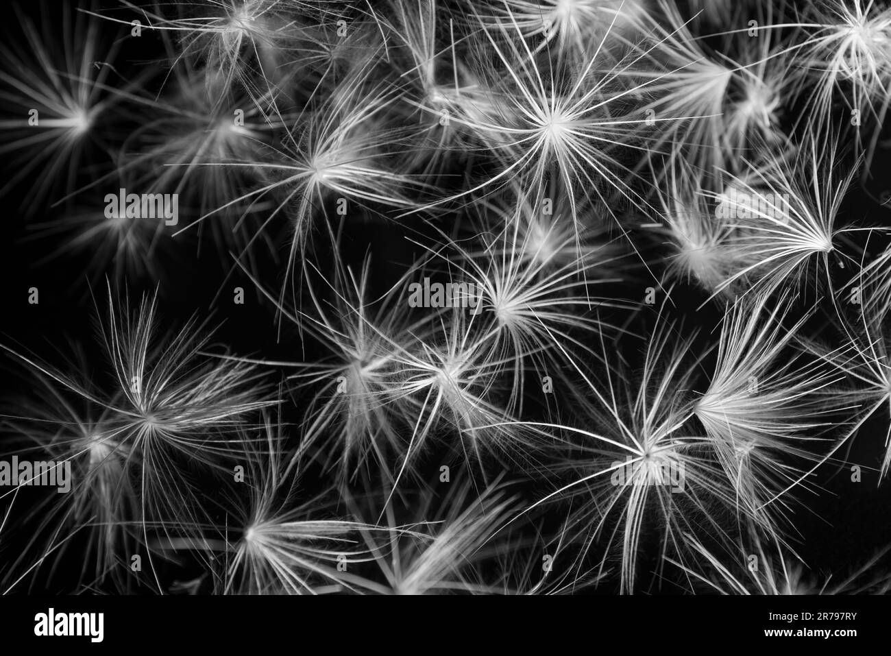 Dandelion seed close up in black and white photography Stock Photo - Alamy