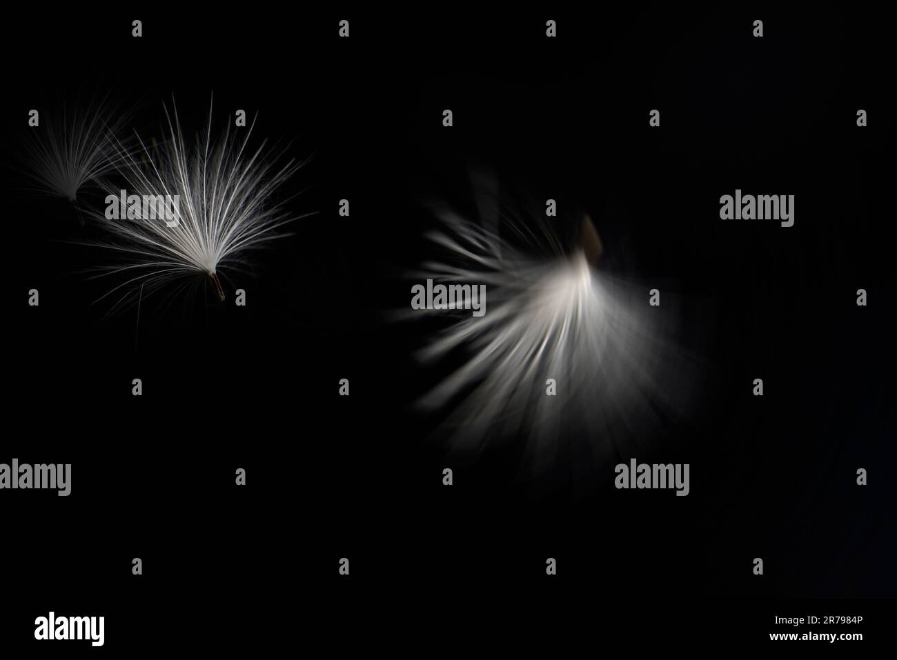 Dandelion seed close up in black and white photography Stock Photo - Alamy