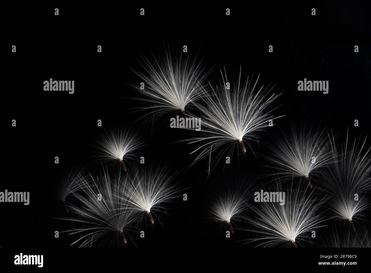 Dandelion seed close up in black and white photography Stock Photo - Alamy