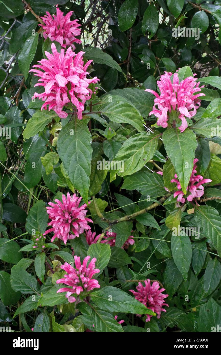 Pink flowers and green leaves hi-res stock photography and images - Alamy