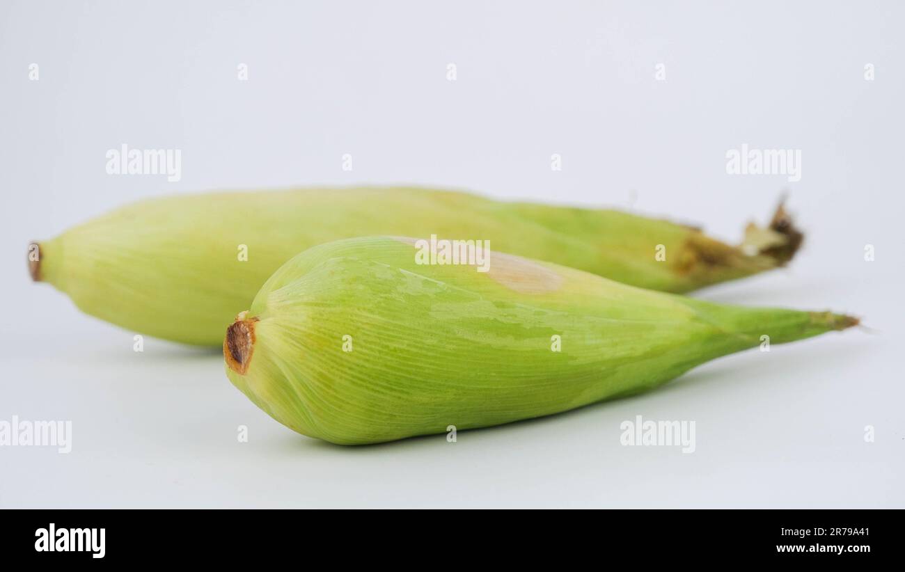 Corn on the cob. Corn on white background Stock Photo