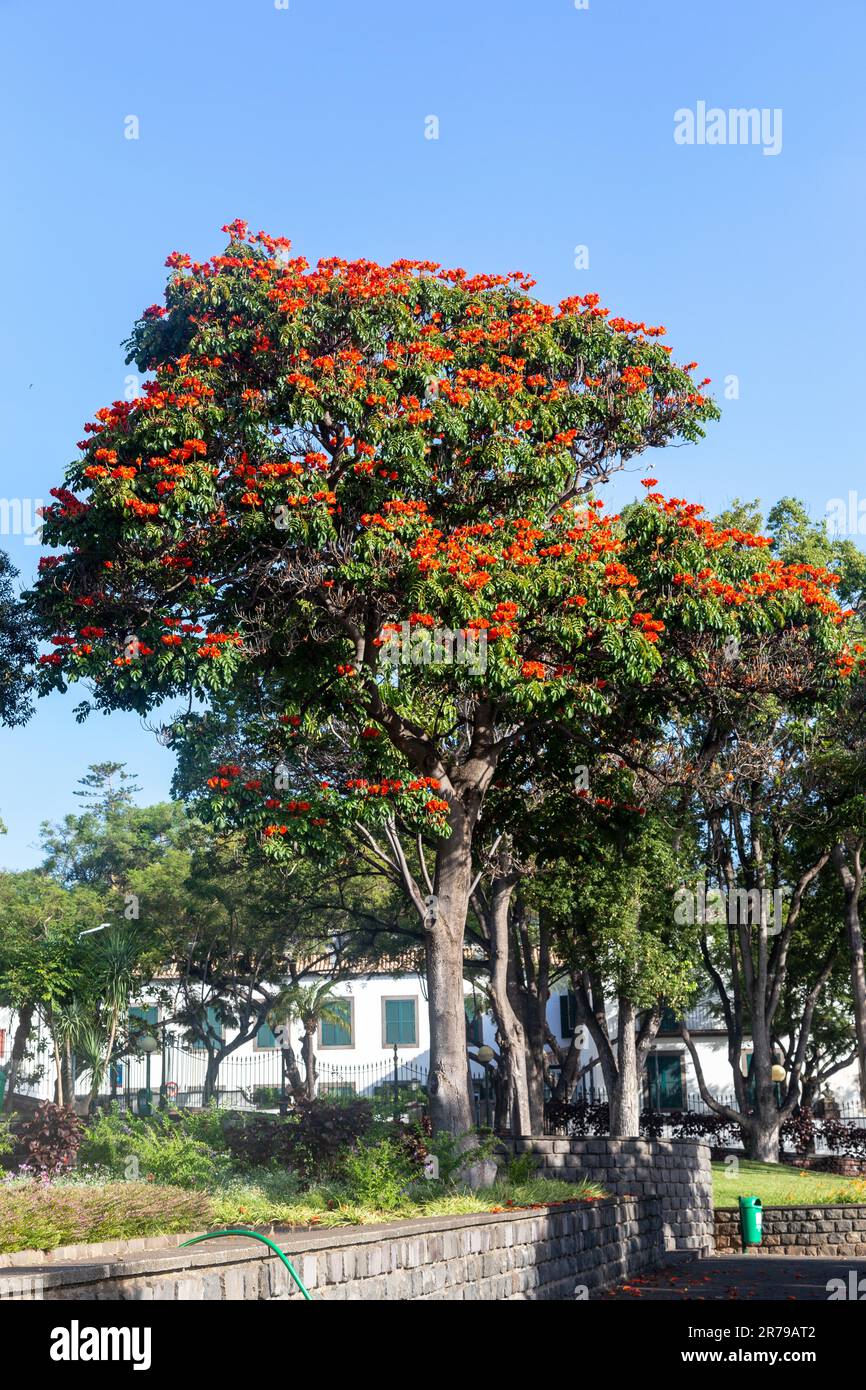 FUNCHAL, PORTUGAL - AUGUST 20, 2021: This is a flowering African tulip tree in Santa Catarina Park. Stock Photo