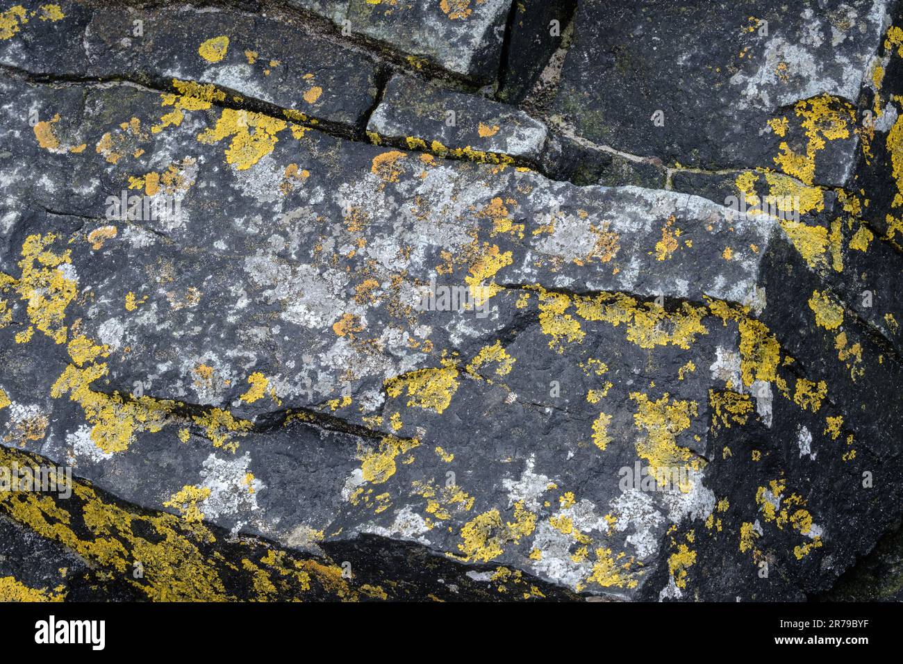 Detail of flat large rocks with yellow and white mould. Marazion Beach, Cornwall, England, UK. Stock Photo