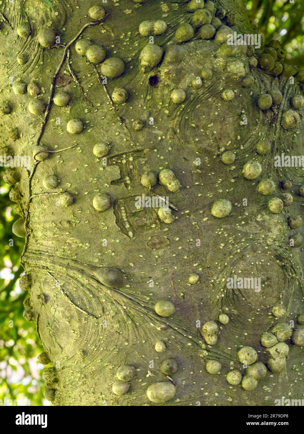 Spherical nodules / extrusions / Sphaeroblast burrs on holly tree trunk, Leicestershire, England, UK Stock Photo