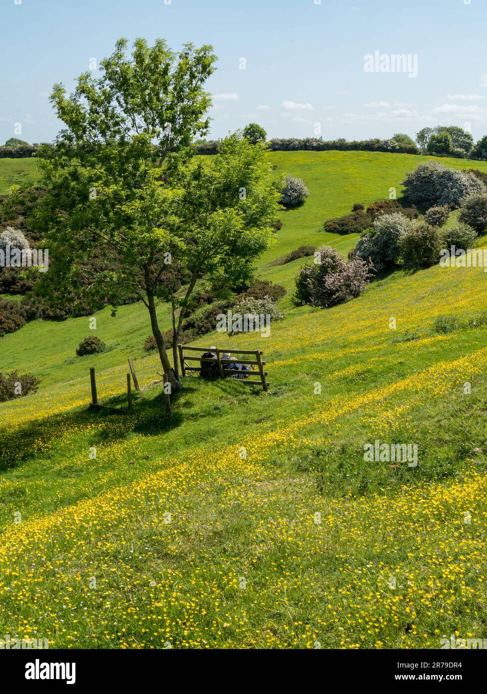 Elderly couple enjoying an outdoor picnic amongst yellow buttercups on the slopes of Burrough Hill in Leicestershire countryside, England, UK Stock Photo