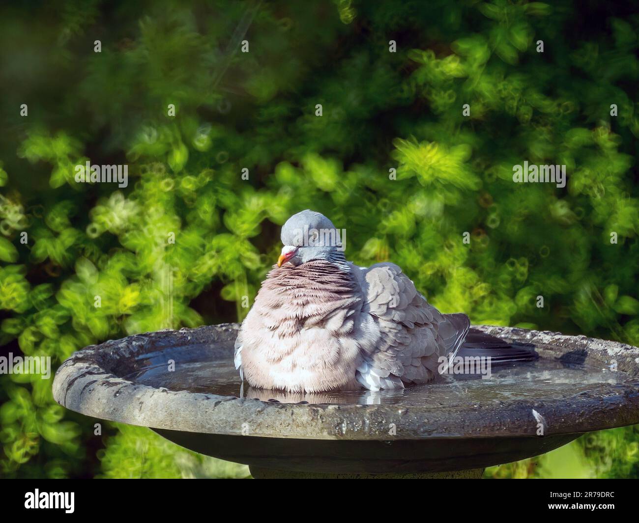 Common wood pigeon hires stock photography and images Alamy