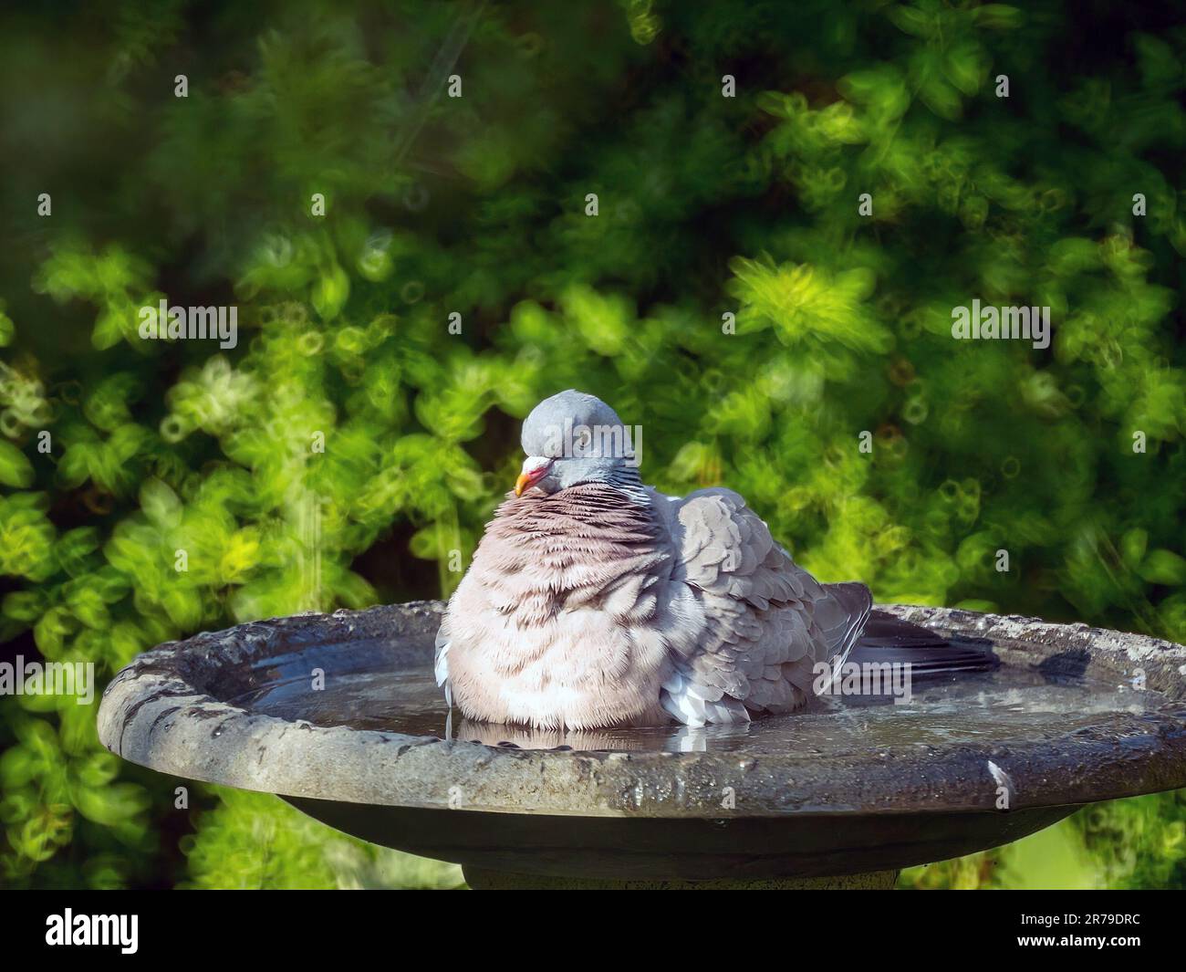 Large adult common wood pigeon (Columba palumbus) with ruffled feathers sitting in water in a garden bird bath, Leicestershire, England, UK Stock Photo