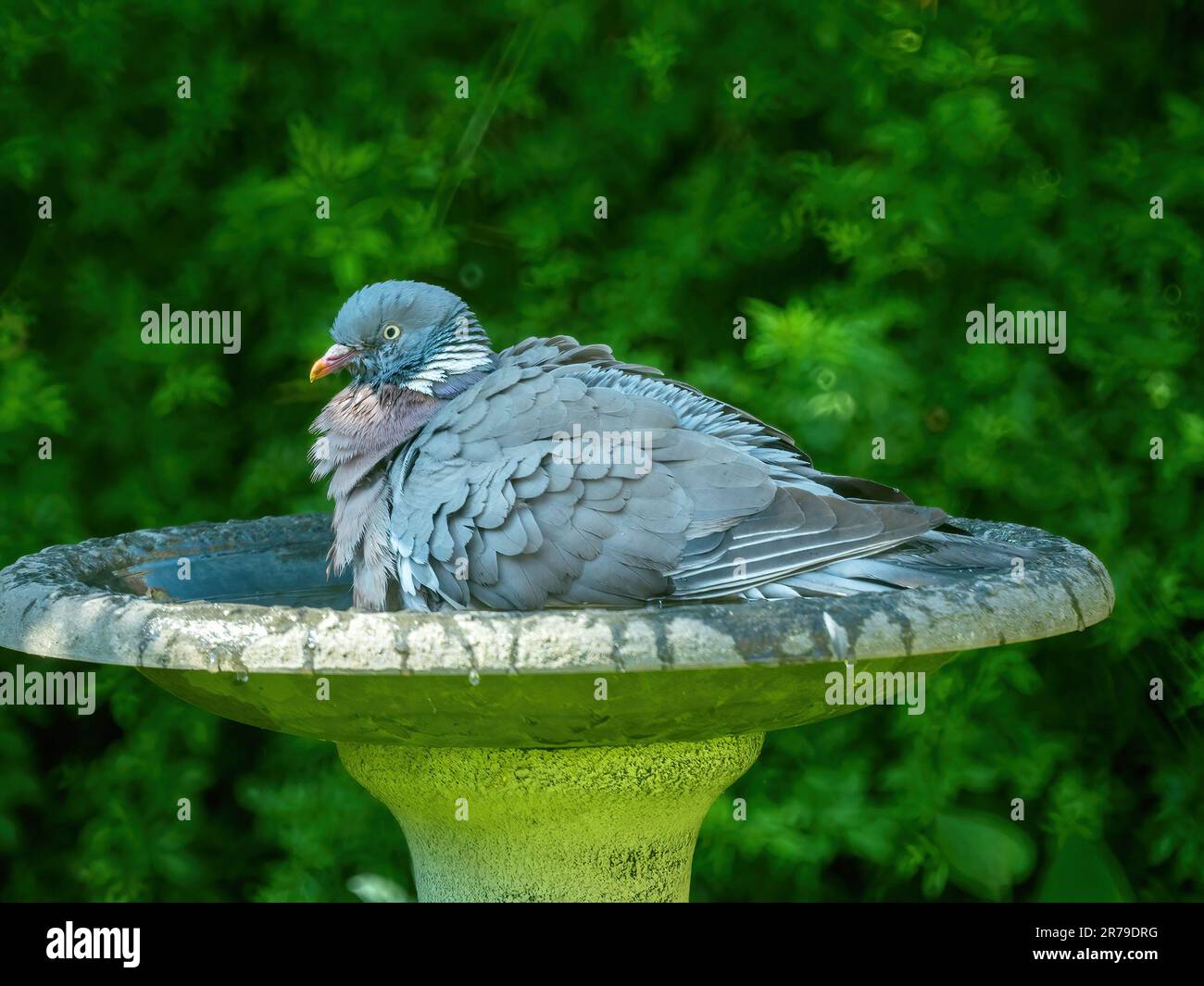 Large adult common wood pigeon (Columba palumbus) with ruffled feathers sitting in water in a garden bird bath, Leicestershire, England, UK Stock Photo