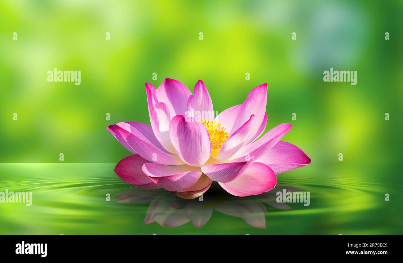 Yoga woman silhouette pink lotus flower background