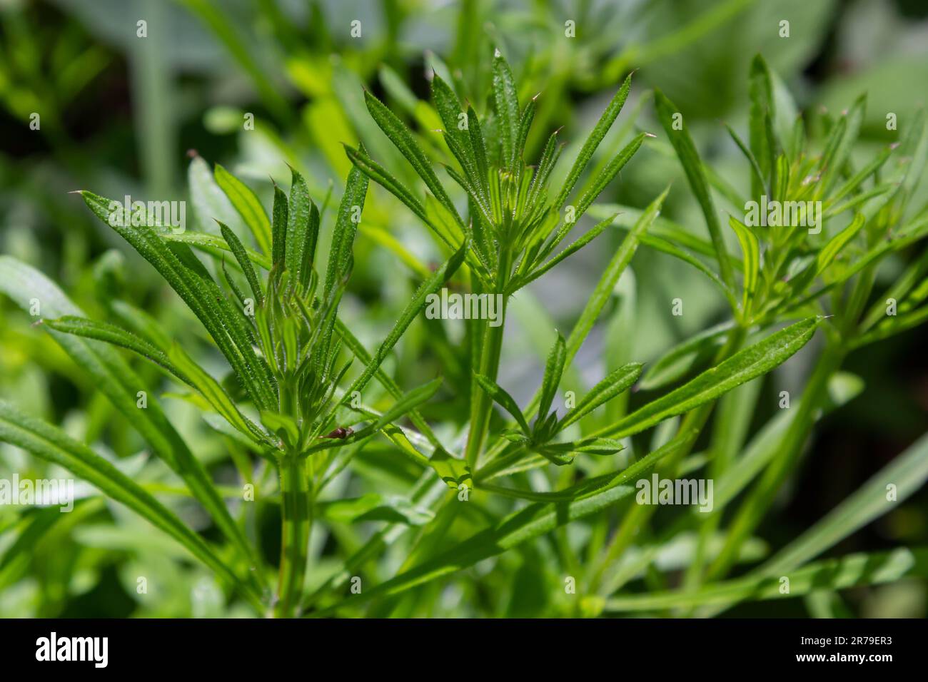 The Cleavers Galium aparine have been used in the traditional medicine