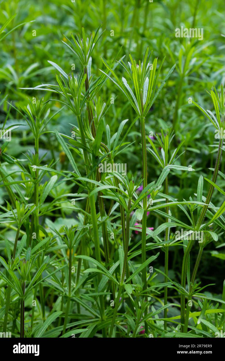 The Cleavers Galium aparine have been used in the traditional medicine