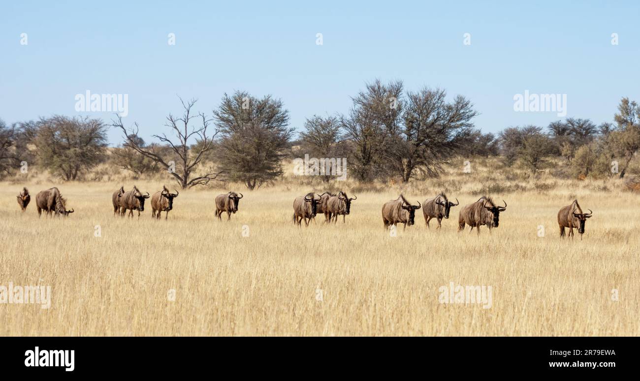 Blue Wildebeest in Southern African Kalahari savannah Stock Photo