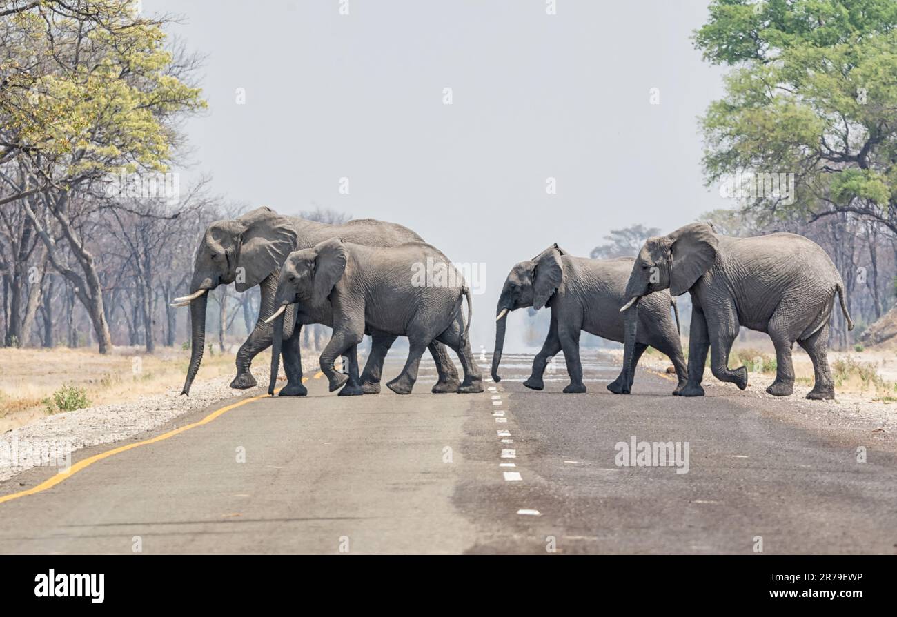 A family herd of elephants crossing the road in the Caprivi Strip, Namibia Stock Photo