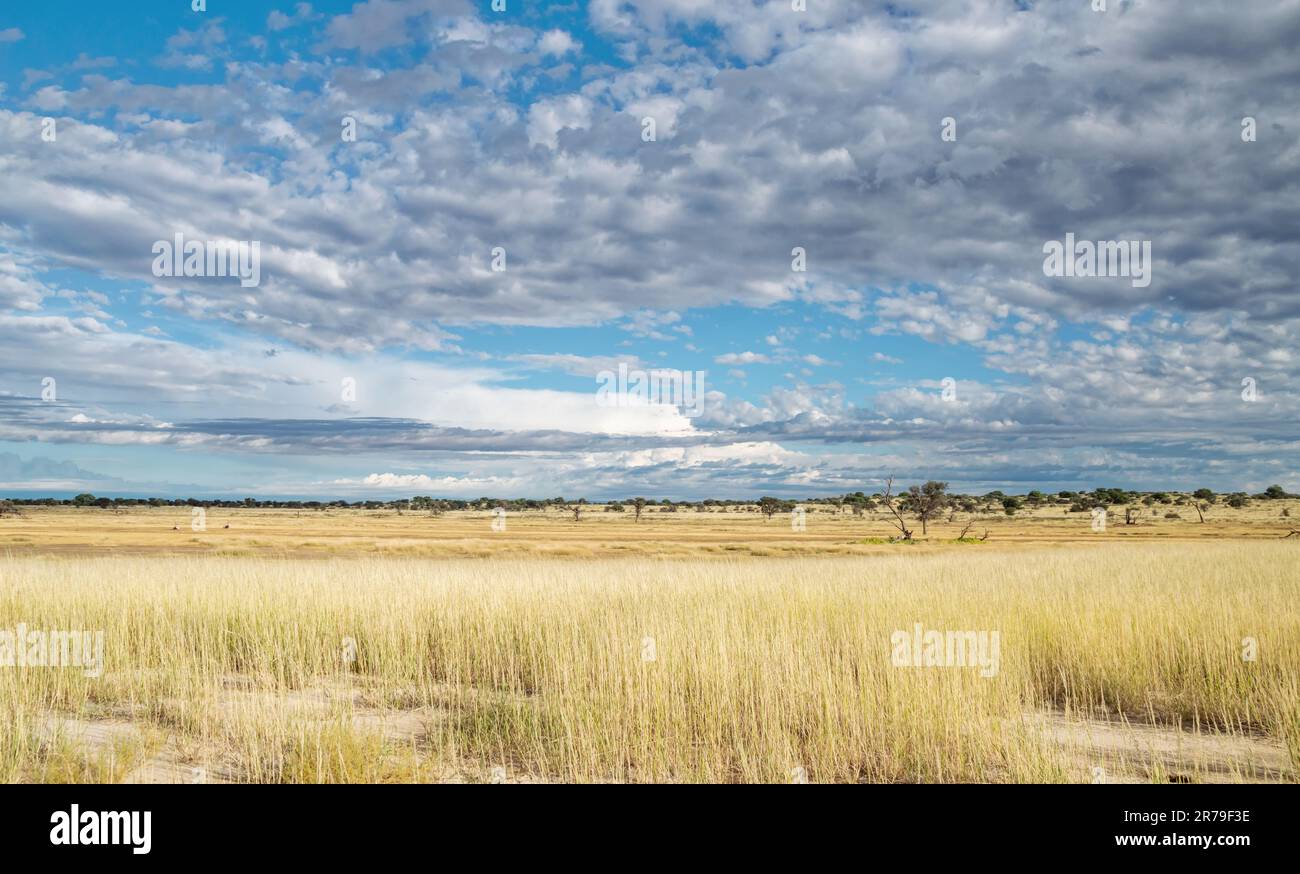 Daytime landscape in Kalahari savannah, South Africa Stock Photo