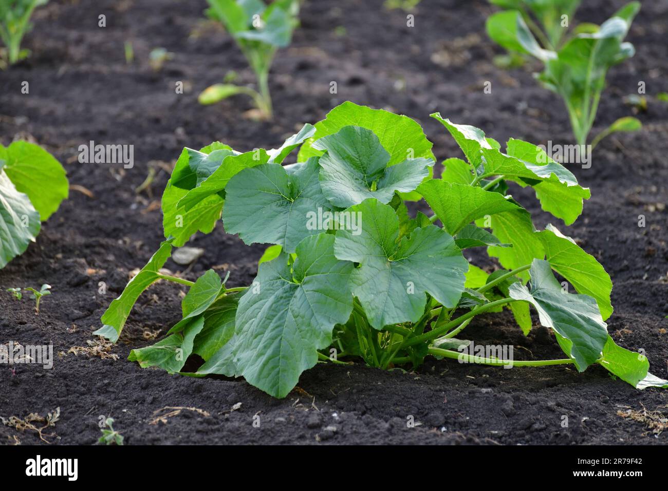 Young green vegetable marrow grow in garden bed Stock Photo