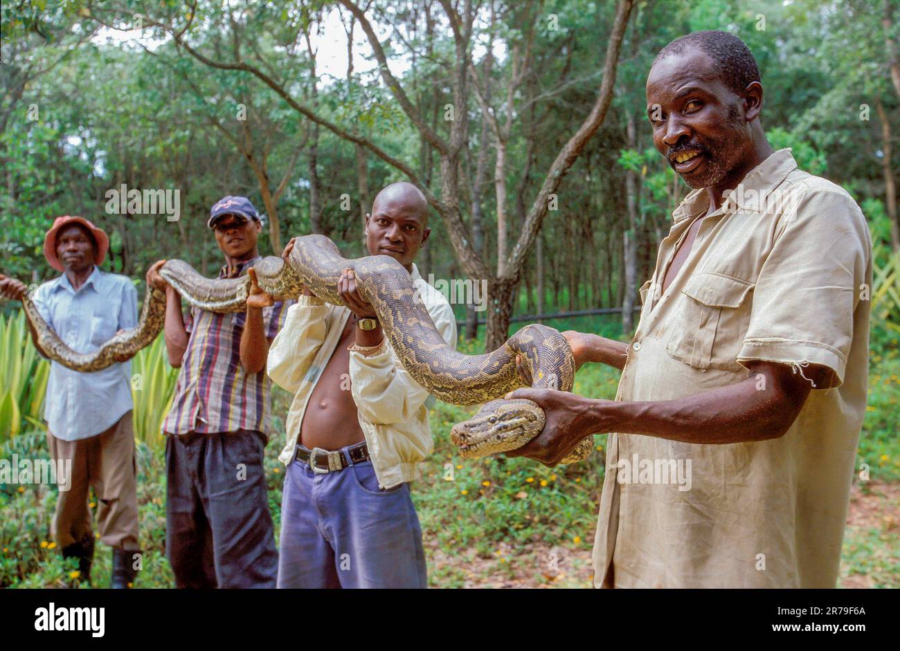 Zimbabwe, Harare. Catching a python (75 kilograms in weight, 6 meters ...