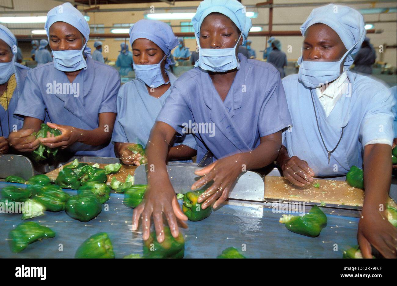 Zimbabwe, Harare. Employees of Fresca factory at conveyor belt. The