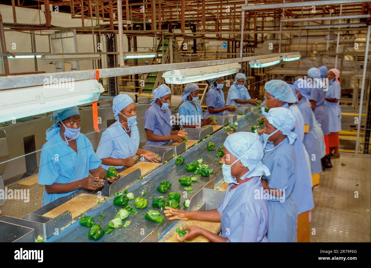 Zimbabwe, Harare. Employees of Fresca factory at conveyor belt. The