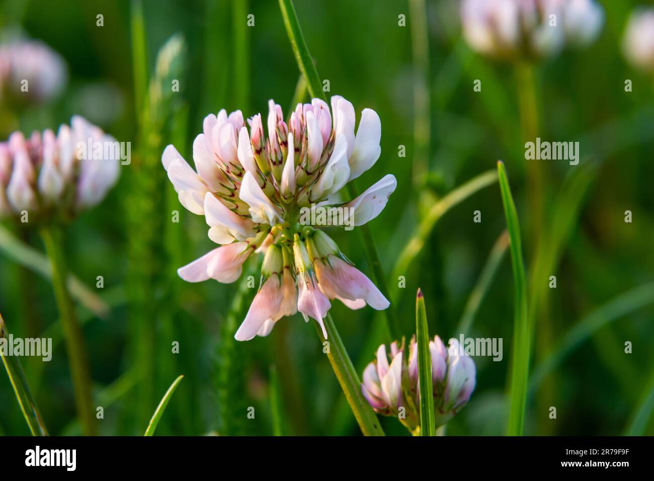 White clover flowers. Fabaceae perennial plants. April-July is the