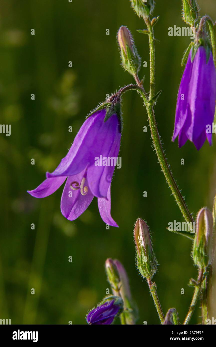 Closeup campanula sibirica with blurred background in summer garden. Stock Photo