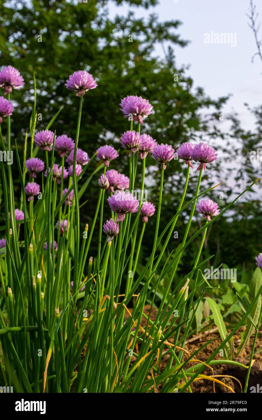 Close up view of emerging purple buds and blossoms on edible chives