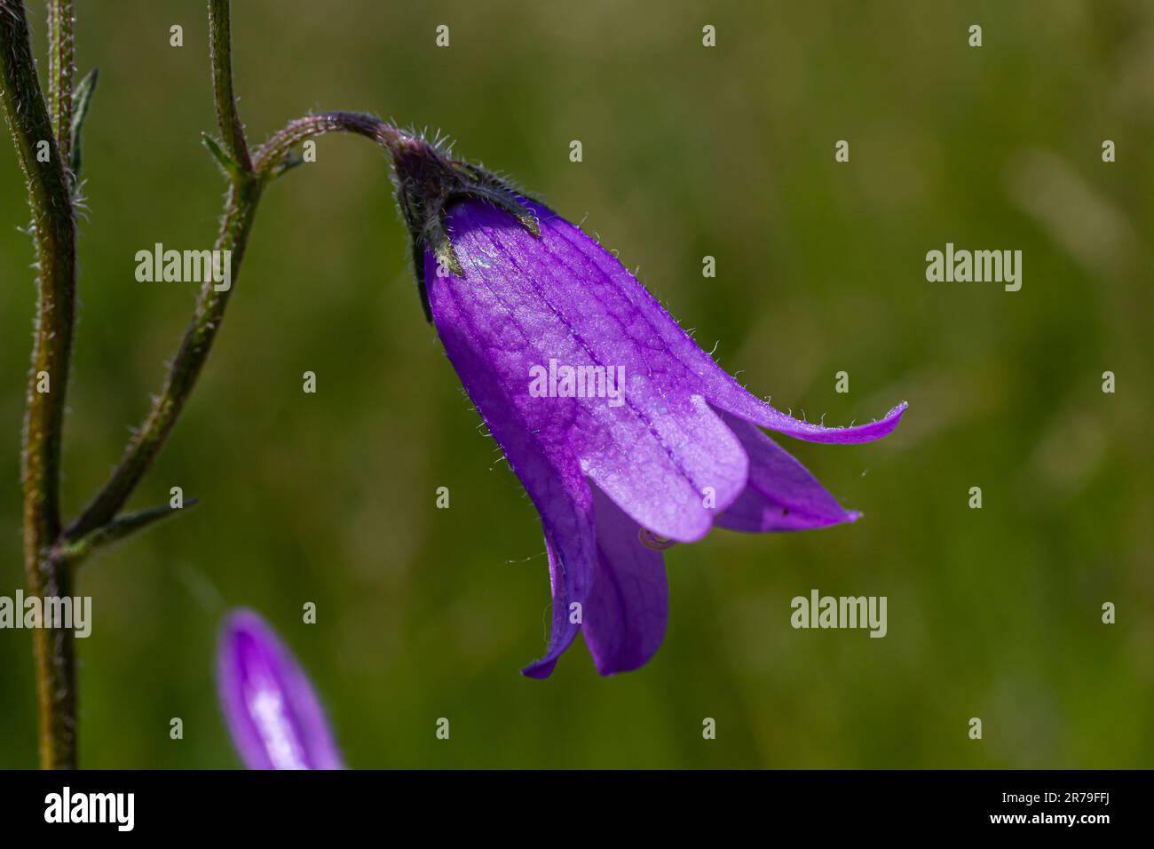 Closeup campanula sibirica with blurred background in summer garden Stock Photo
