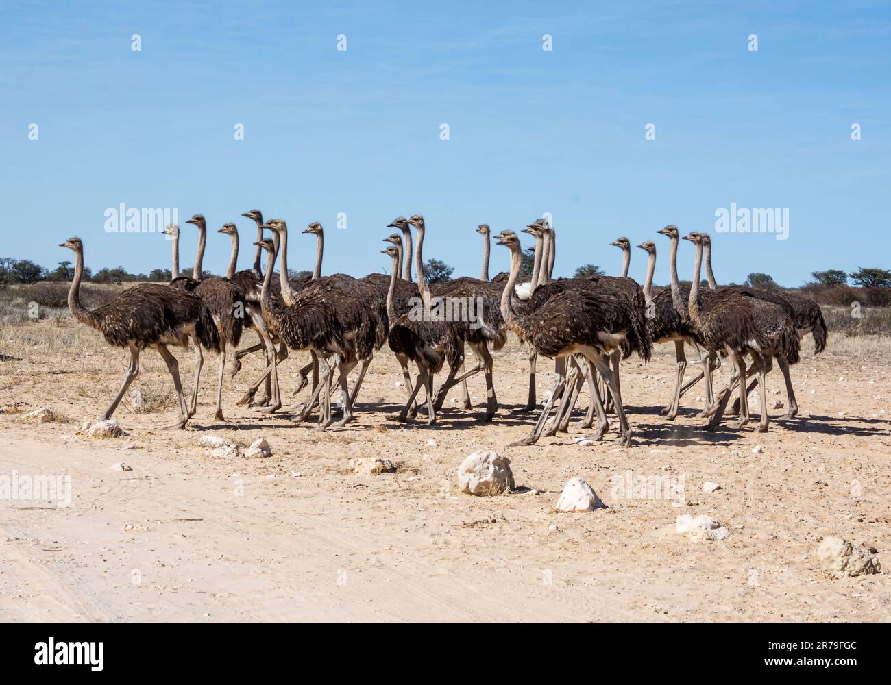 A group of Ostrich in Southern African Kalahari savannah Stock Photo