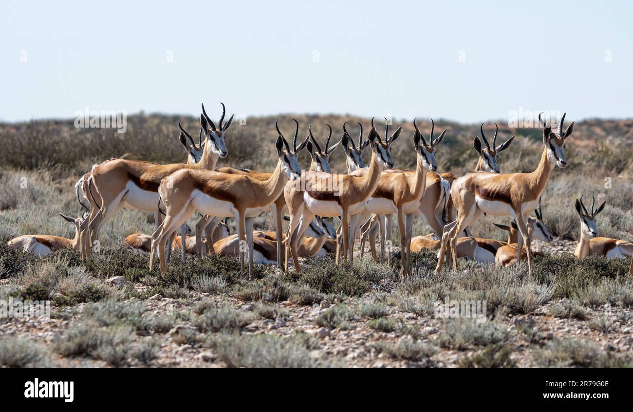A herd of Springbok antelope in Southern African savannah Stock Photo