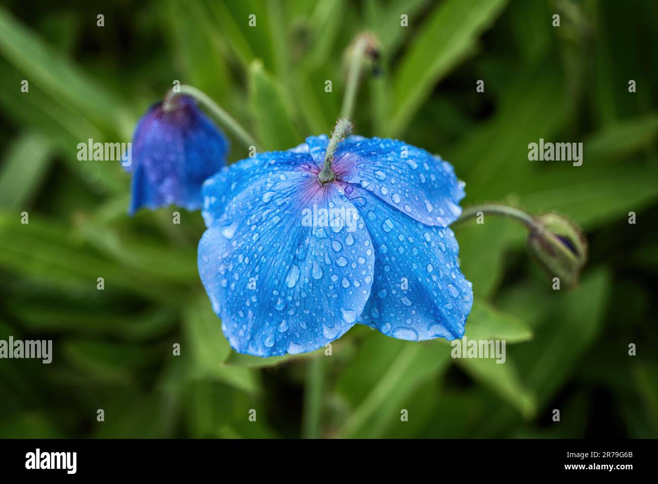 Meconopsis Slieve Donard or Himalayan Blue Poppy blooming flower with rain droplets and shallow depth of field, flowering plant in the family Papavera Stock Photo