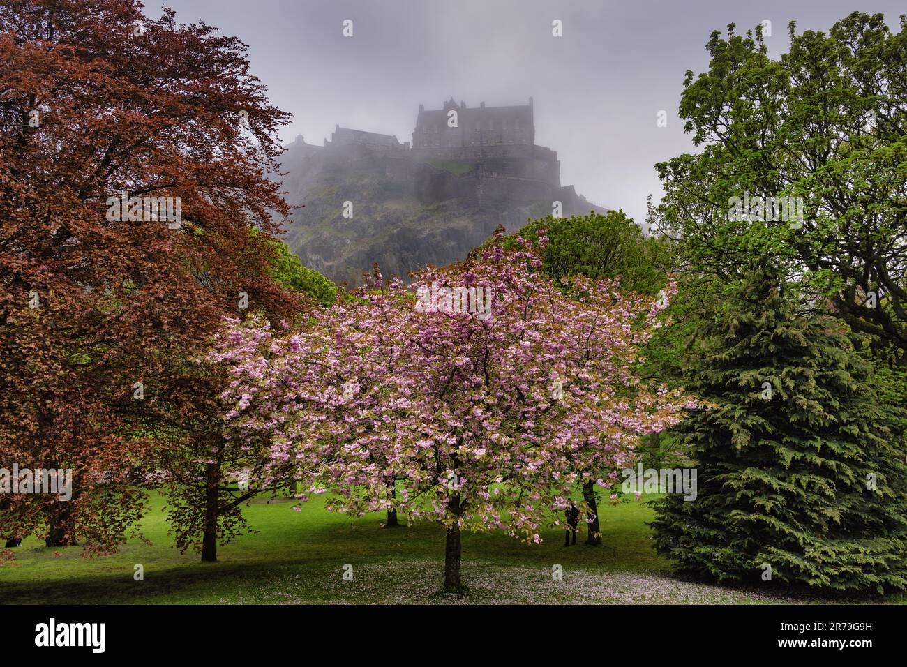 Princes Street Gardens in city of Edinburgh, Scotland, UK. Cherry blossom tree in spring and view to the Edinburgh Castle in fog. Stock Photo