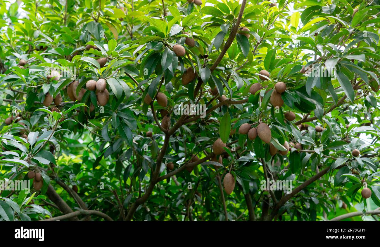 Sapodilla tree with young fruit and green leaves. Evergreen tree ...