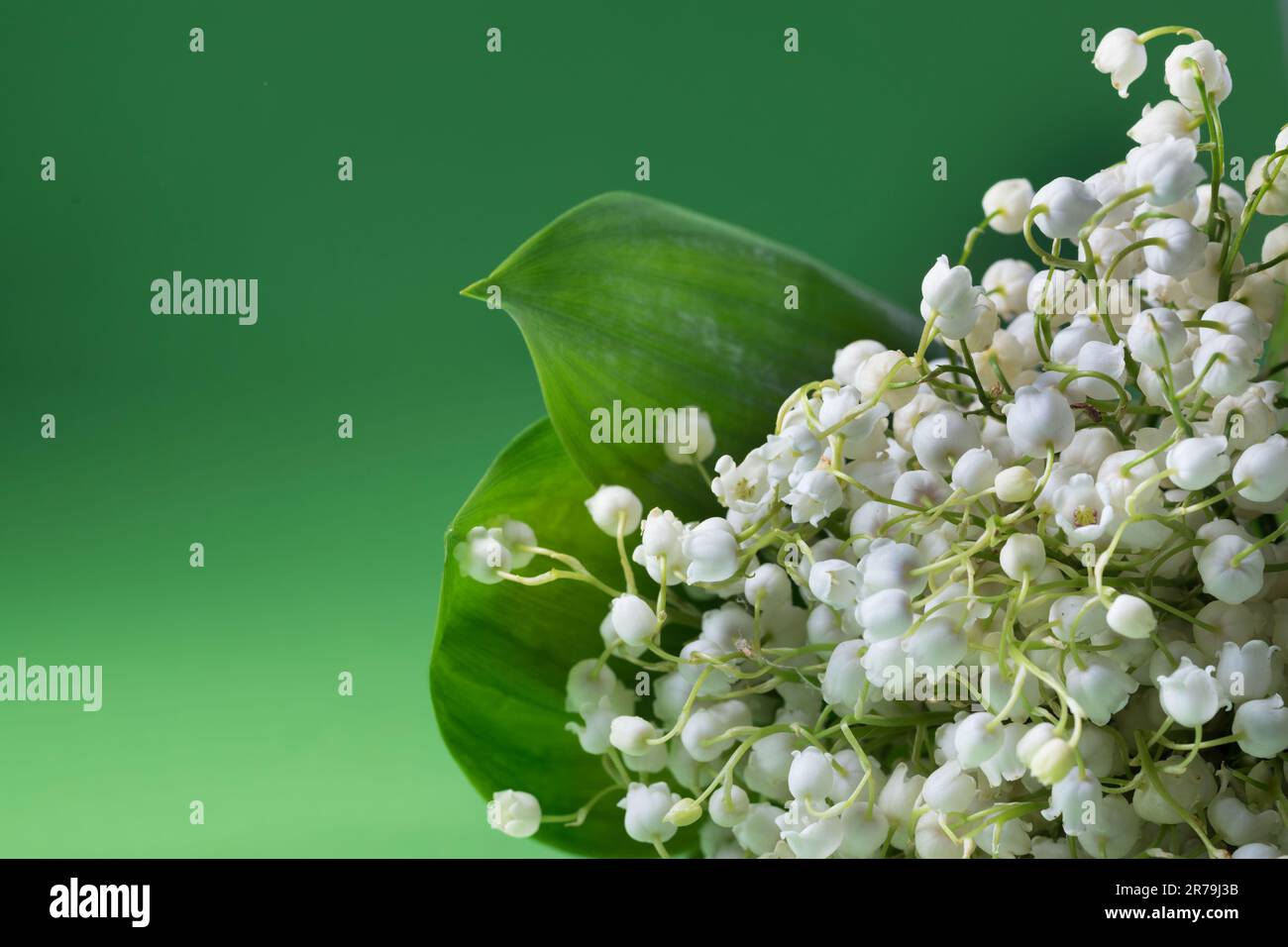 Lilly of the valley flowers and leaves bouquet on green background ...