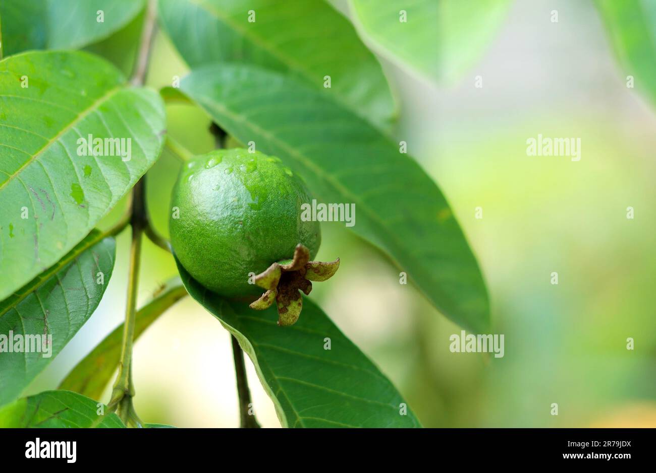 guava fruit on tree - close up of unripe guava fruit Stock Photo