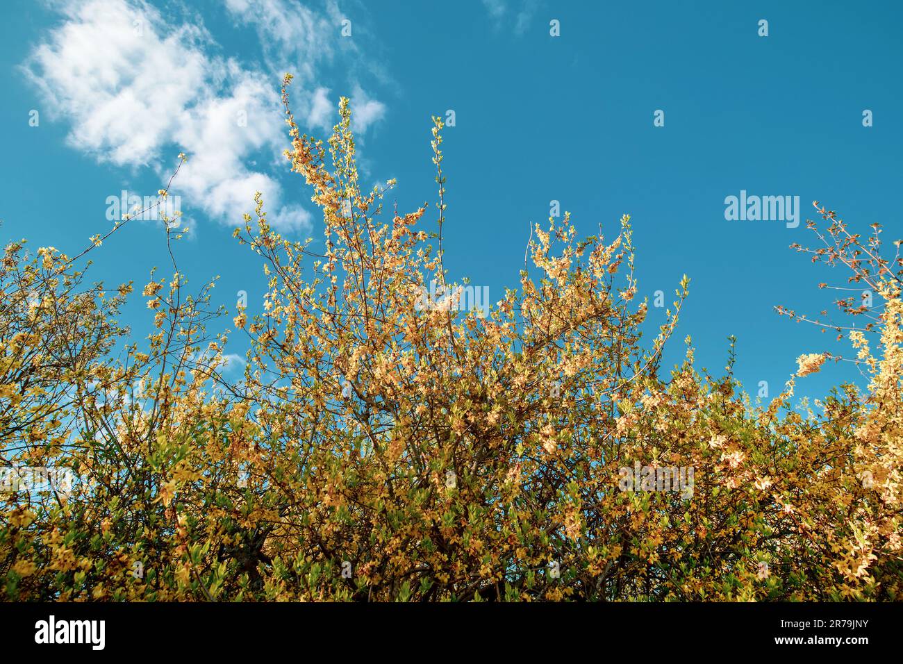 Yellow background forsythia flowers hi-res stock photography and images ...