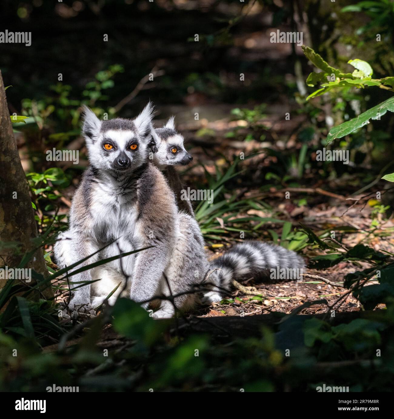 An adorable lemur perched on the ground surveys its surroundings with a curious gaze Stock Photo