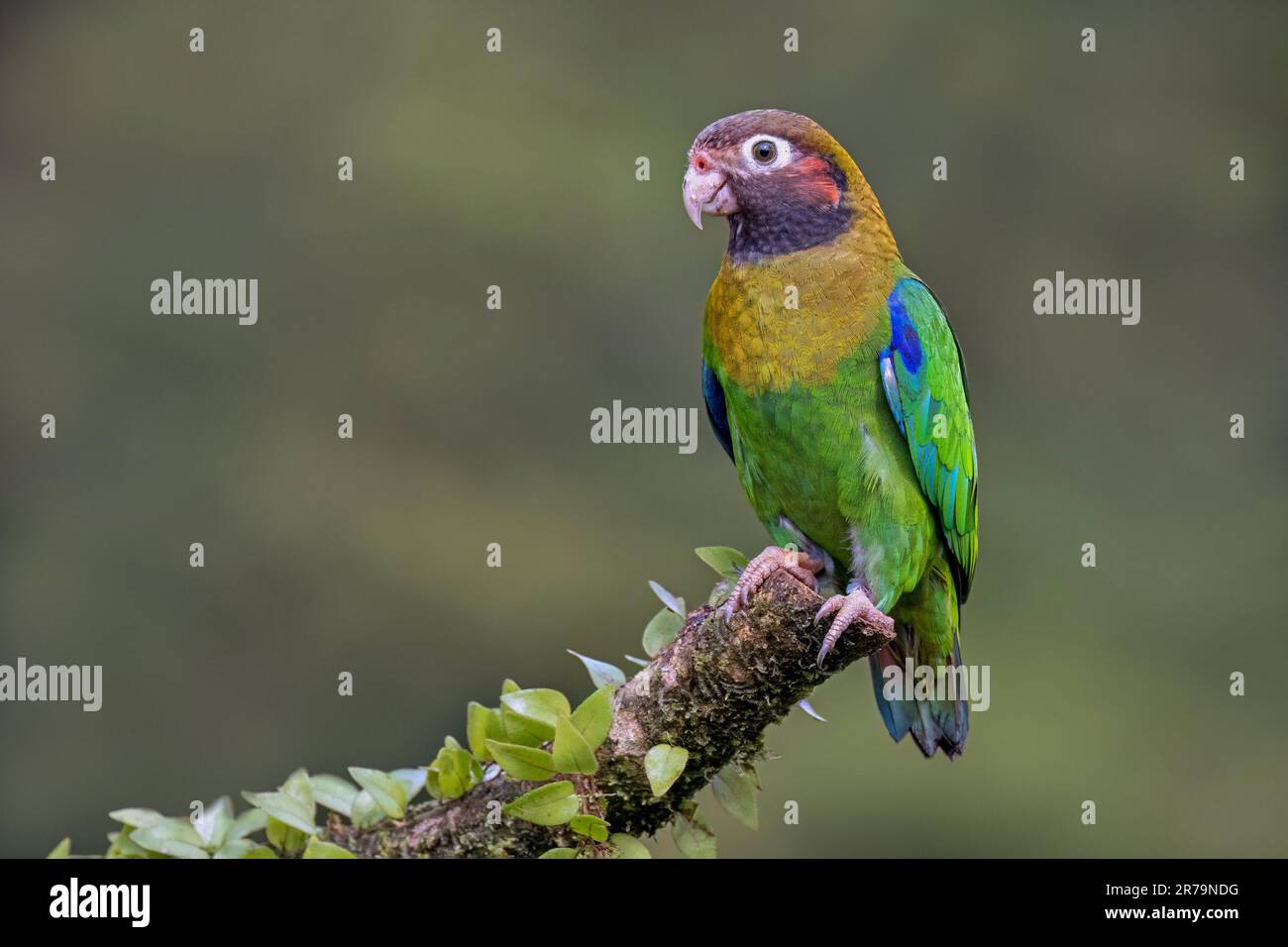 Close up shot beautiful orange hi-res stock photography and images - Alamy
