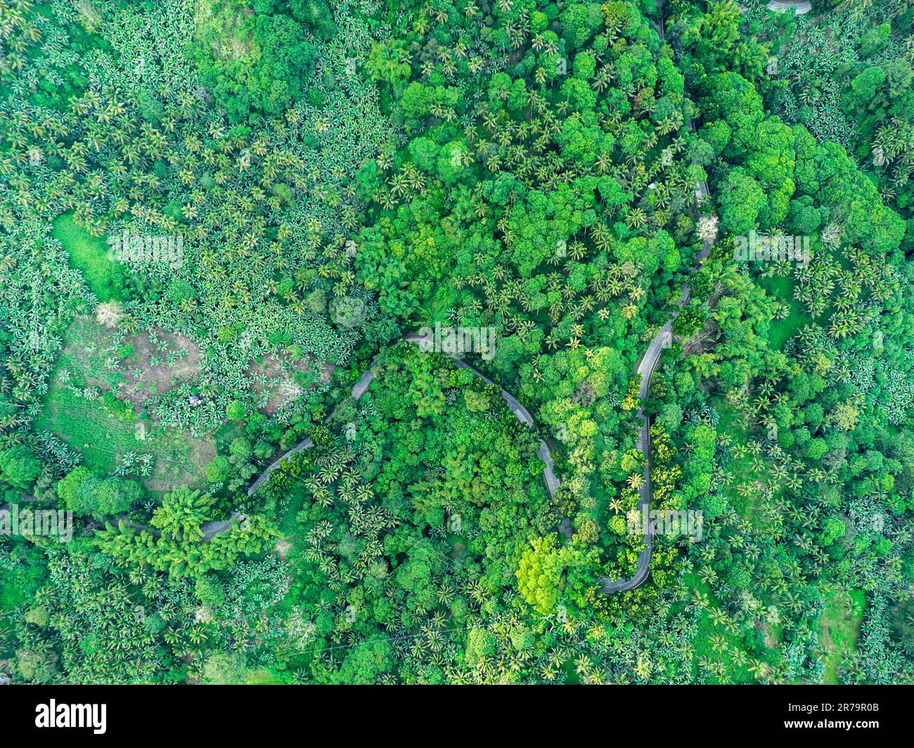 An aerial view of a winding road through a lush, green jungle in ...