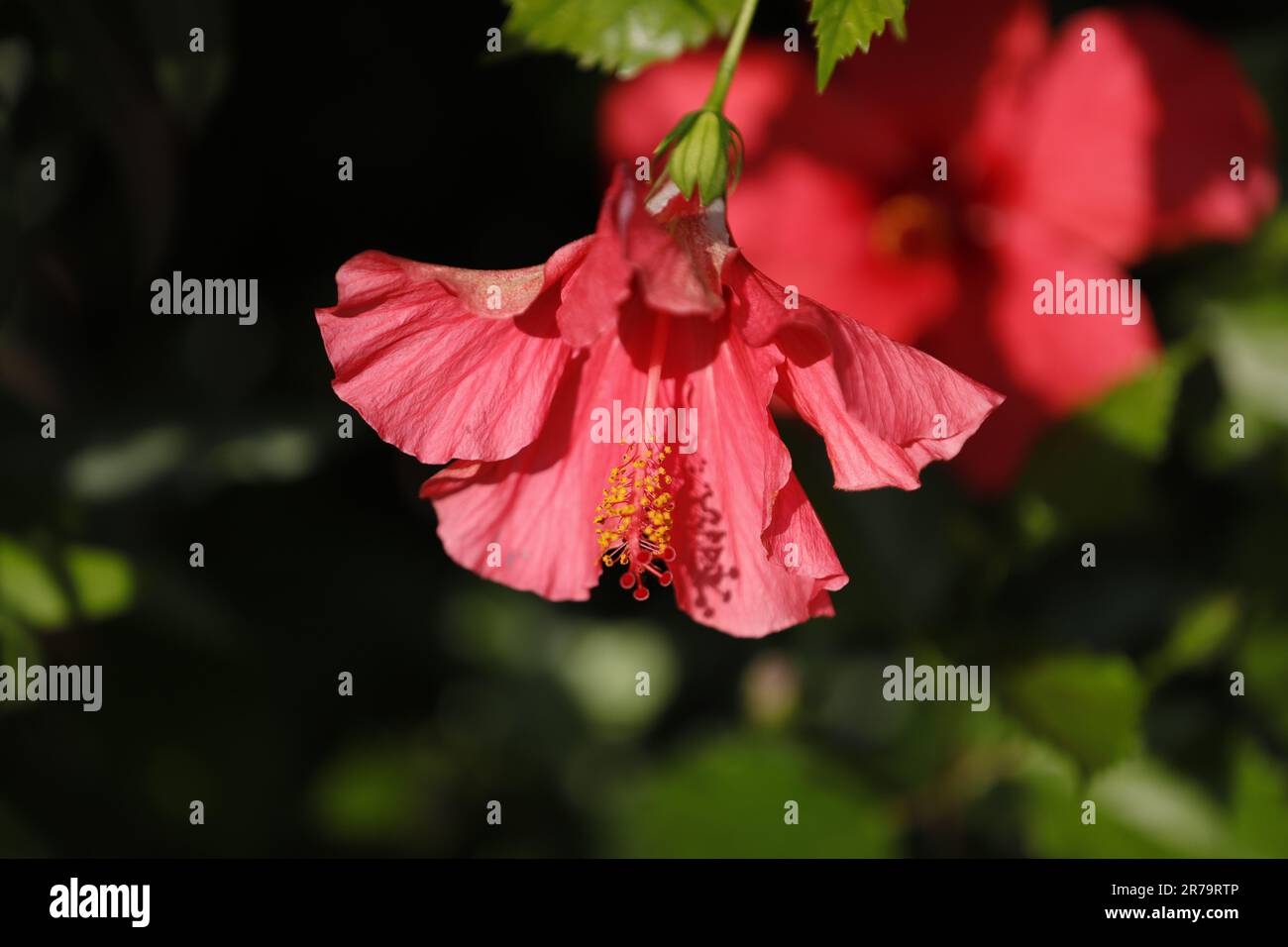 Red hibiscus flowering close hi-res stock photography and images - Alamy