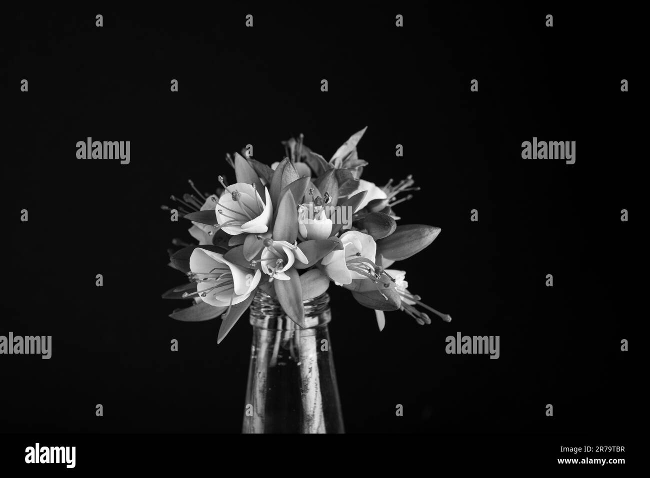 Fuchsia pink flower Black and White Stock Photos & Images Alamy