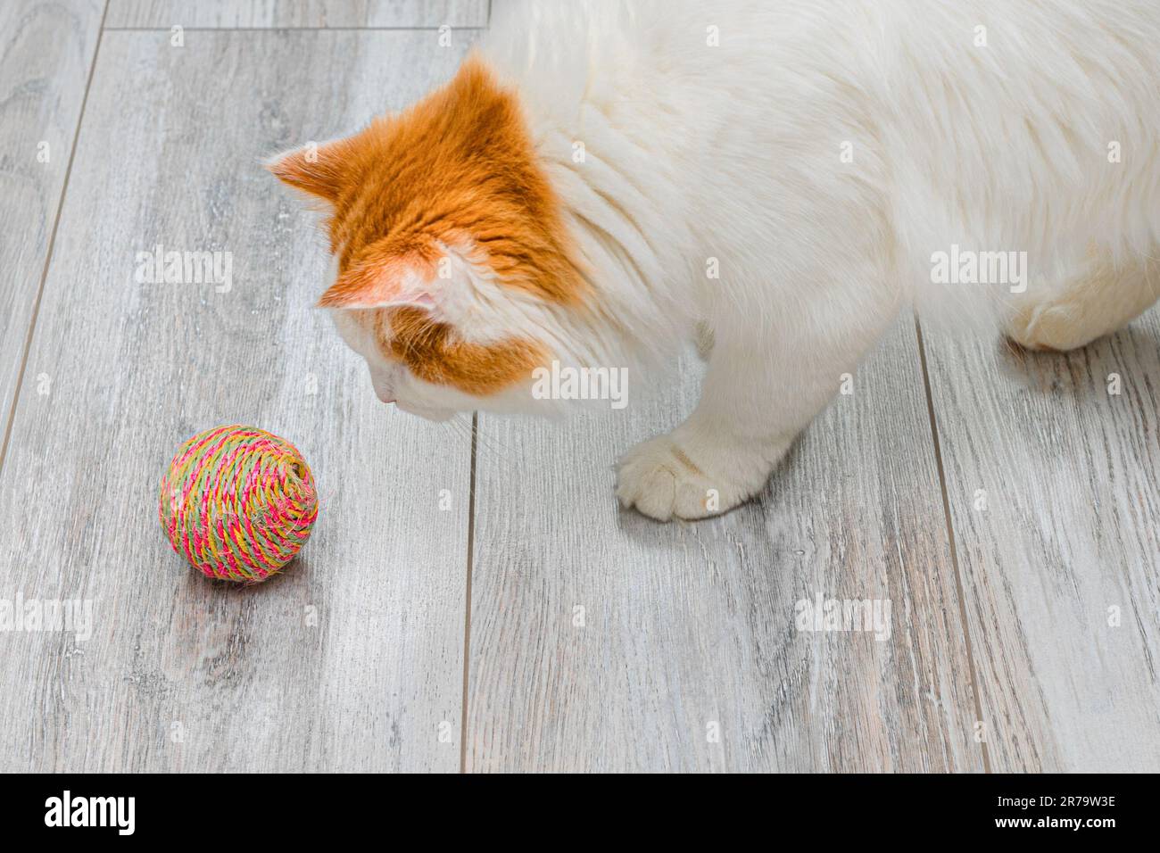 domestic cat hunts for a knitted ball. domestic kitten plays with a knitted ball. kitten grabs a ball. cat toy Stock Photo