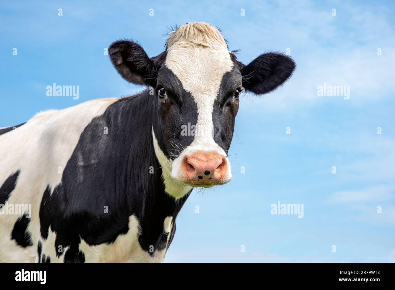 Sweet cow, black and white gentle looking, pink nose, in front of  a blue sky Stock Photo