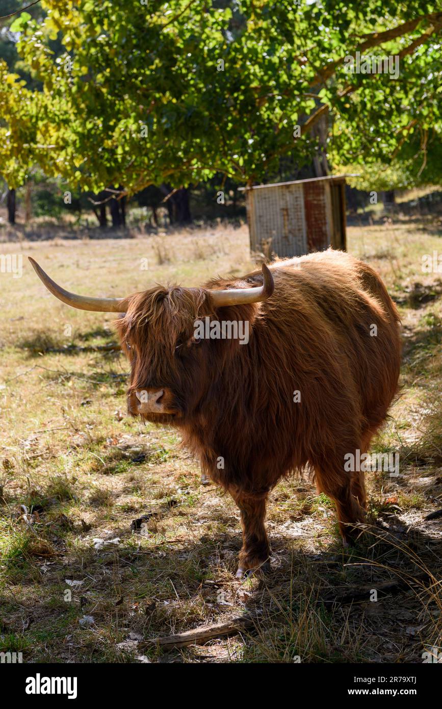 Scottish highland cattle at Swiss Italian Lavender farm Stock Photo Alamy