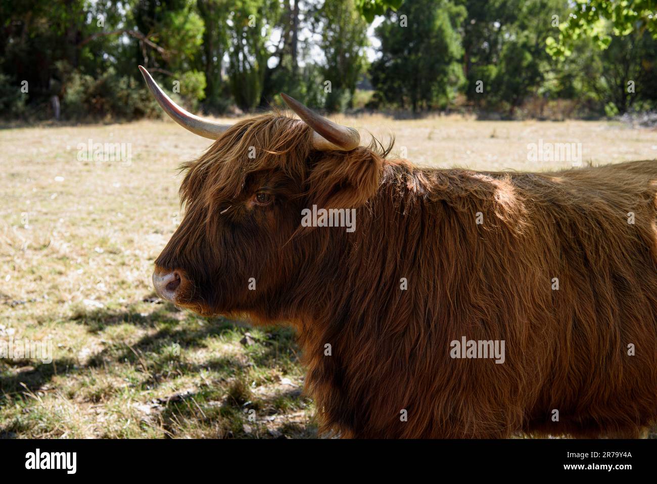 Scottish highland cattle at Swiss Italian Lavender farm Stock Photo Alamy