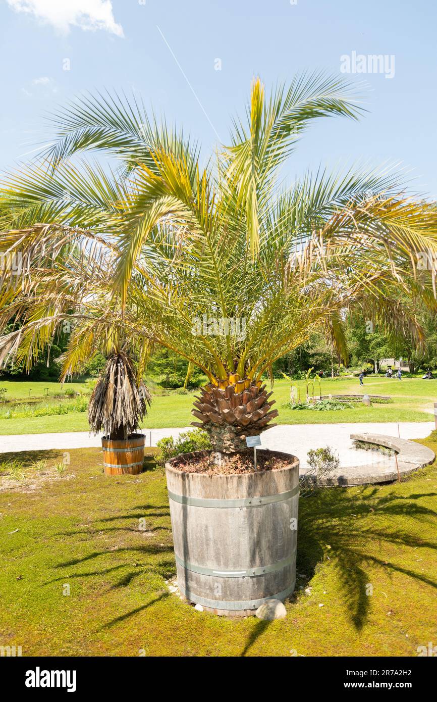 Palm phoenix garden hi-res stock photography and images - Alamy