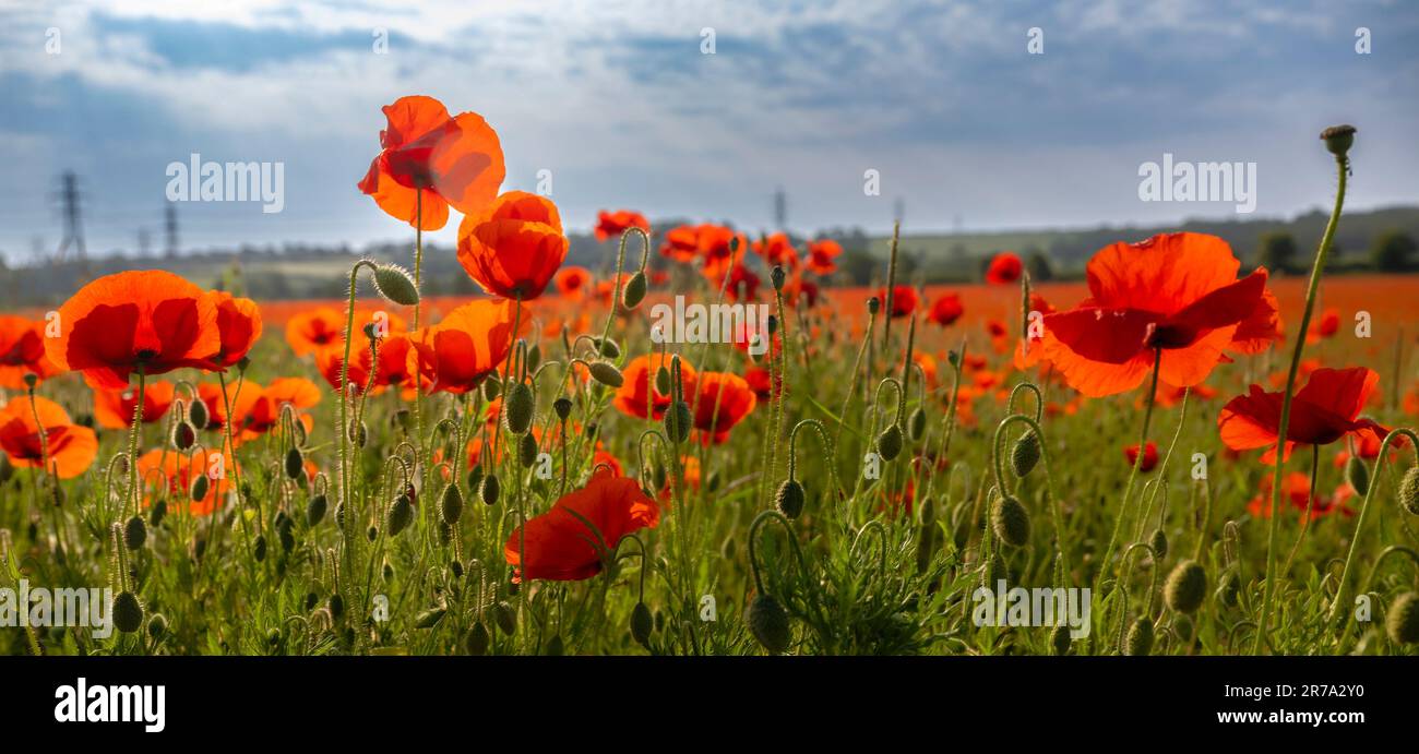Following several hot summer days a carpet of red as fields of wild poppies (Papaveraceae) burst into flower, captured in the early morning Stock Photo