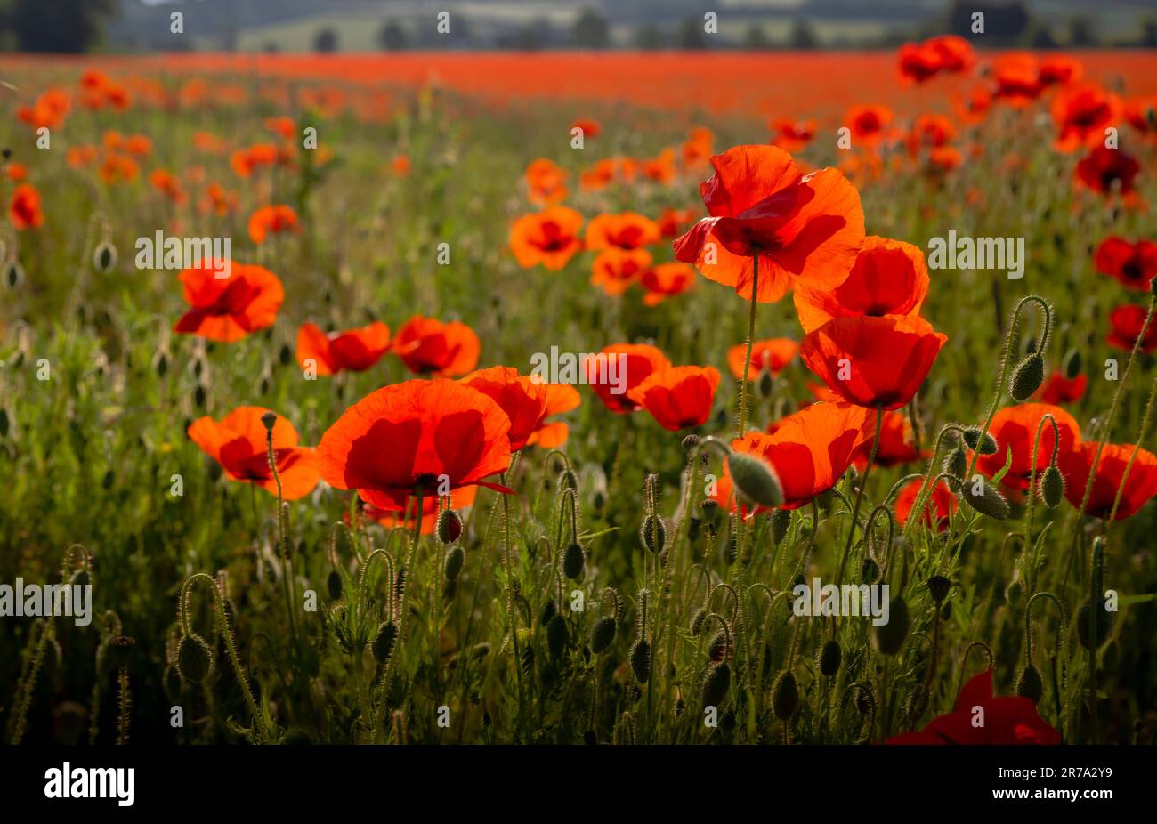 Following several hot summer days a carpet of red as fields of wild poppies (Papaveraceae) burst into flower, captured in the early morning Stock Photo