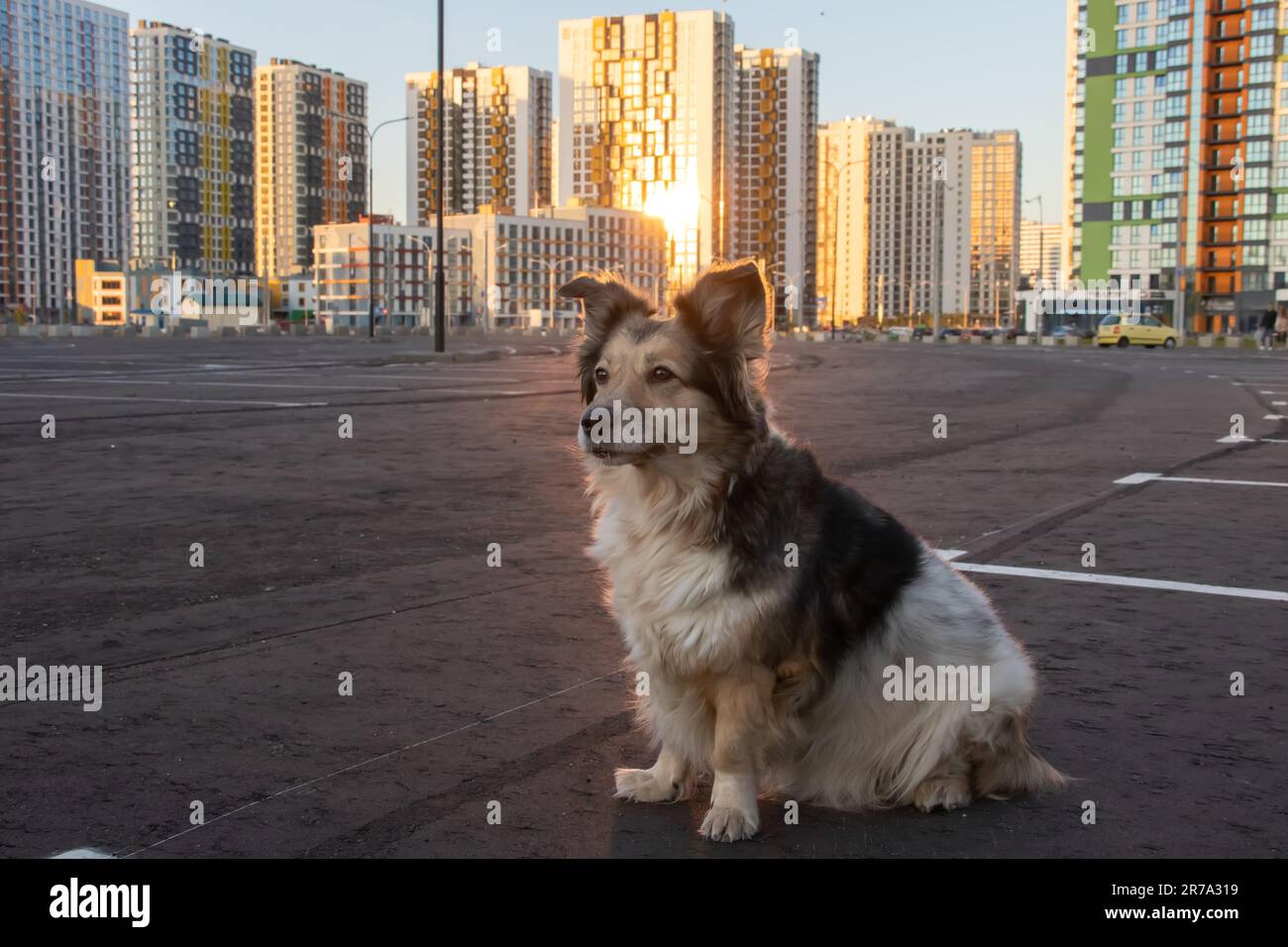 Fluffy dog sitting against the backdrop of modern tall buildings Stock Photo