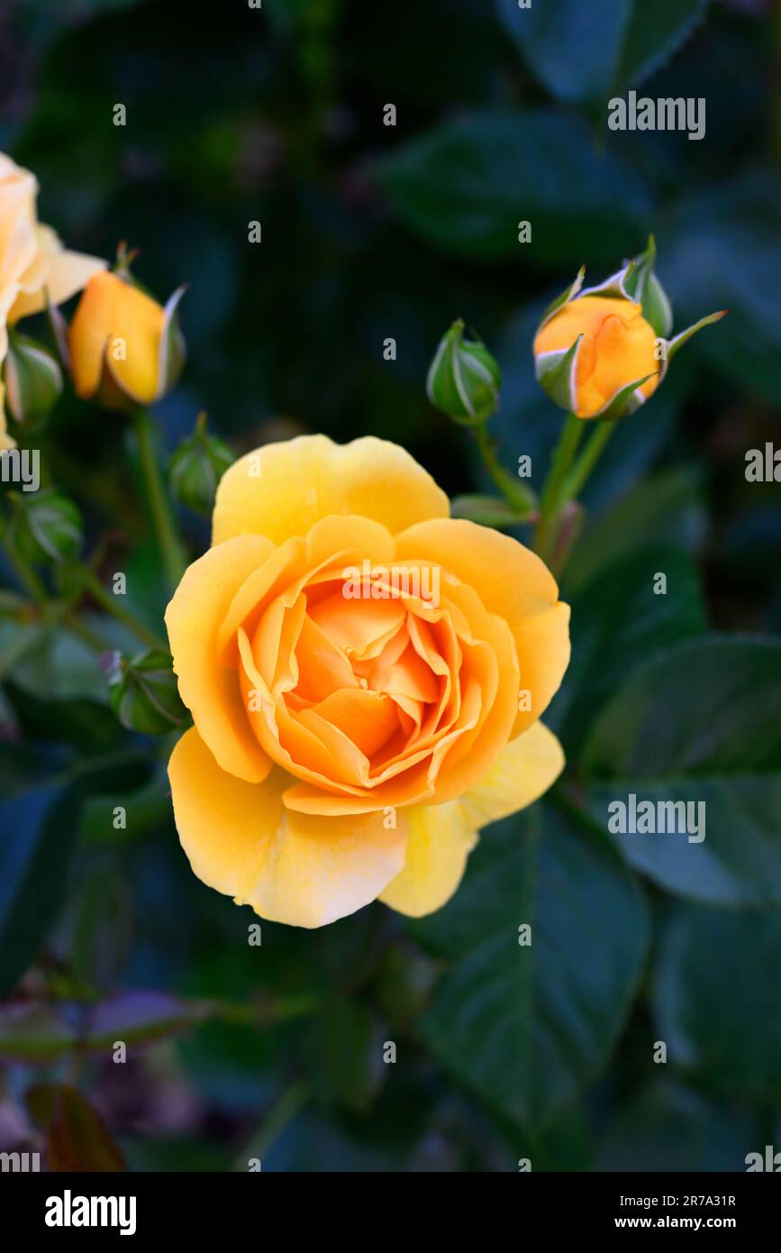 Orange rose macro hi-res stock photography and images - Alamy