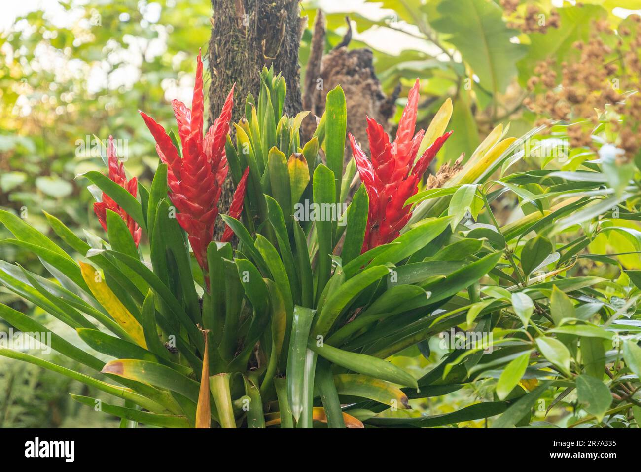 Tillandsia guatemalensis hi-res stock photography and images - Alamy